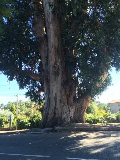 Cèdre au grand tronc vu de loin