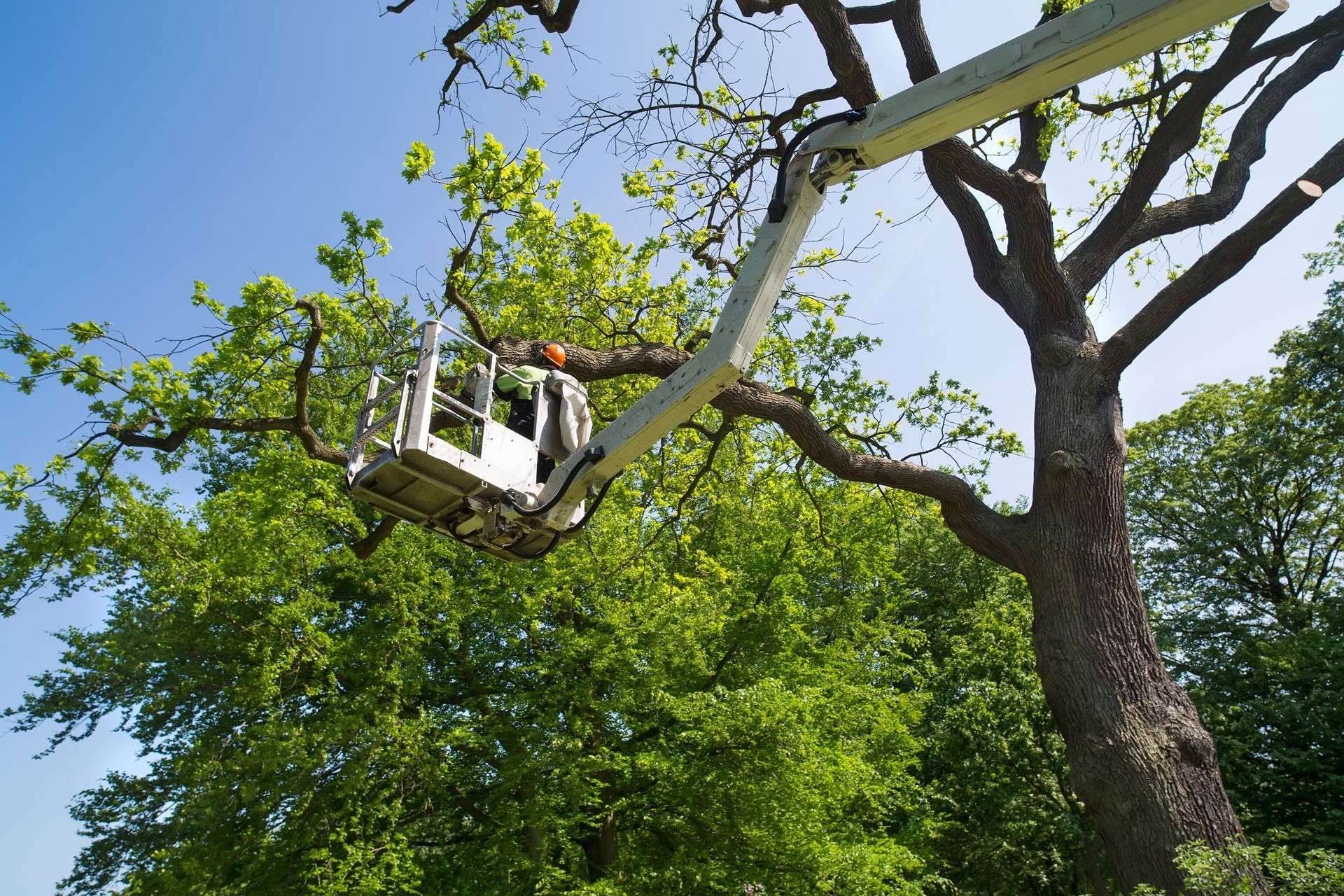 Homme sur une nacelle coupant une branche sur un grand arbre
