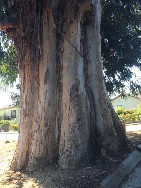Cèdre avec un très gros tronc