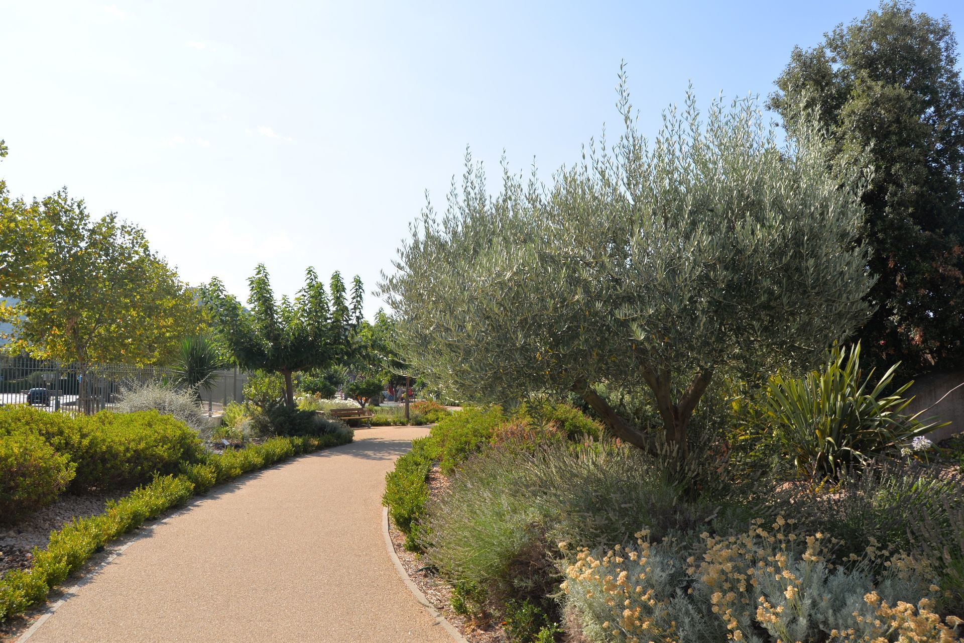Allée traversant un jardin ensoleillé avec divers arbres et arbustes.