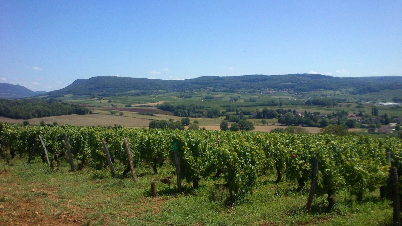 Des rangées de vignes au premier plan, des collines verdoyantes et un ciel bleu clair en arrière-plan.