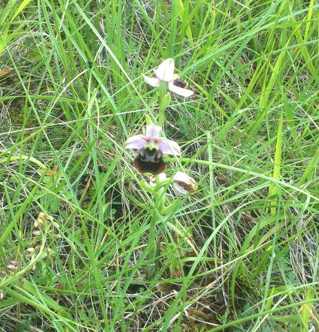 Des fleurs sauvages roses et blanches parmi les hautes herbes vertes.