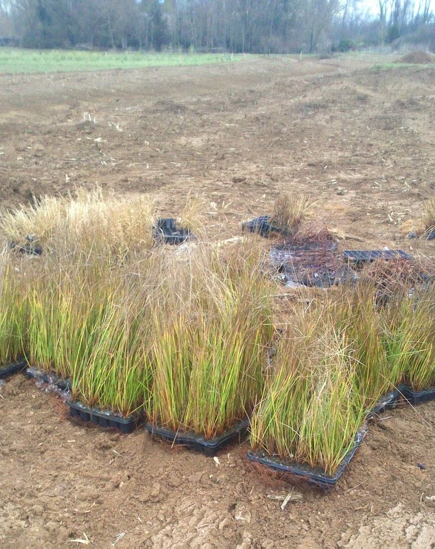Touffes de gazon transplantées dans un champ, avec bordure noire autour d'une petite parcelle de restauration.