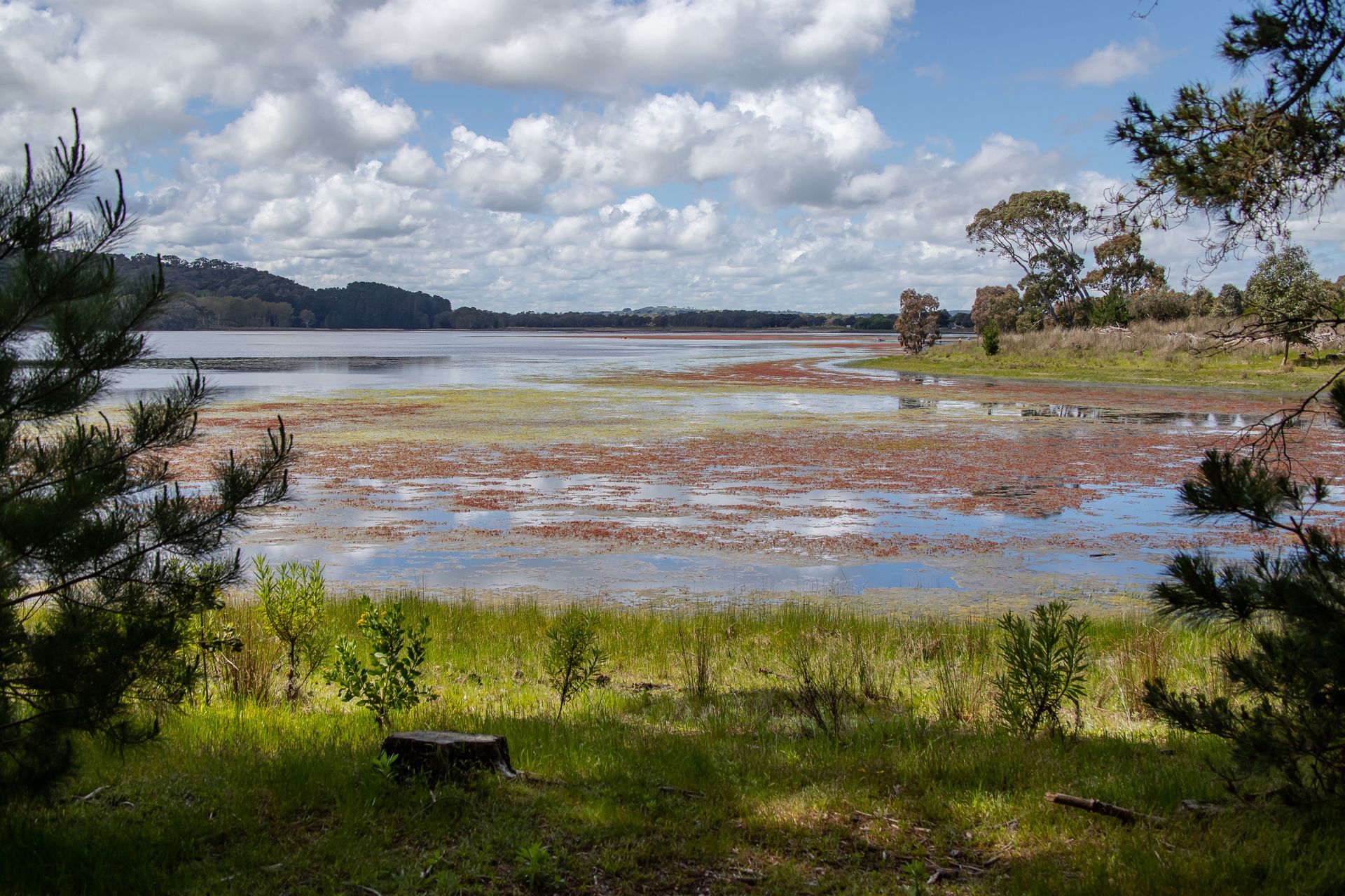 Rive peu profonde du lac avec de l'herbe verte, des arbres et un ciel nuageux au-dessus d'une eau calme.