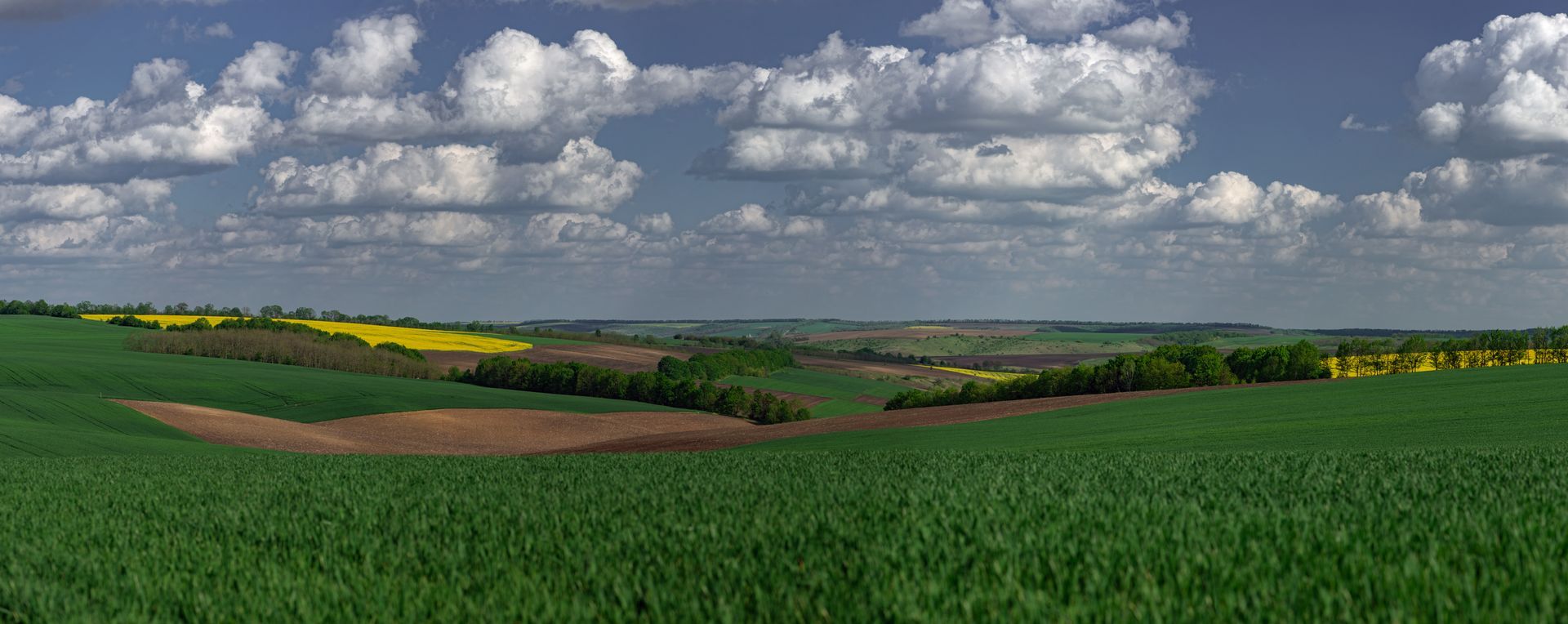 Champ vert aux cultures jaunes sous un ciel nuageux, avec des collines au loin.