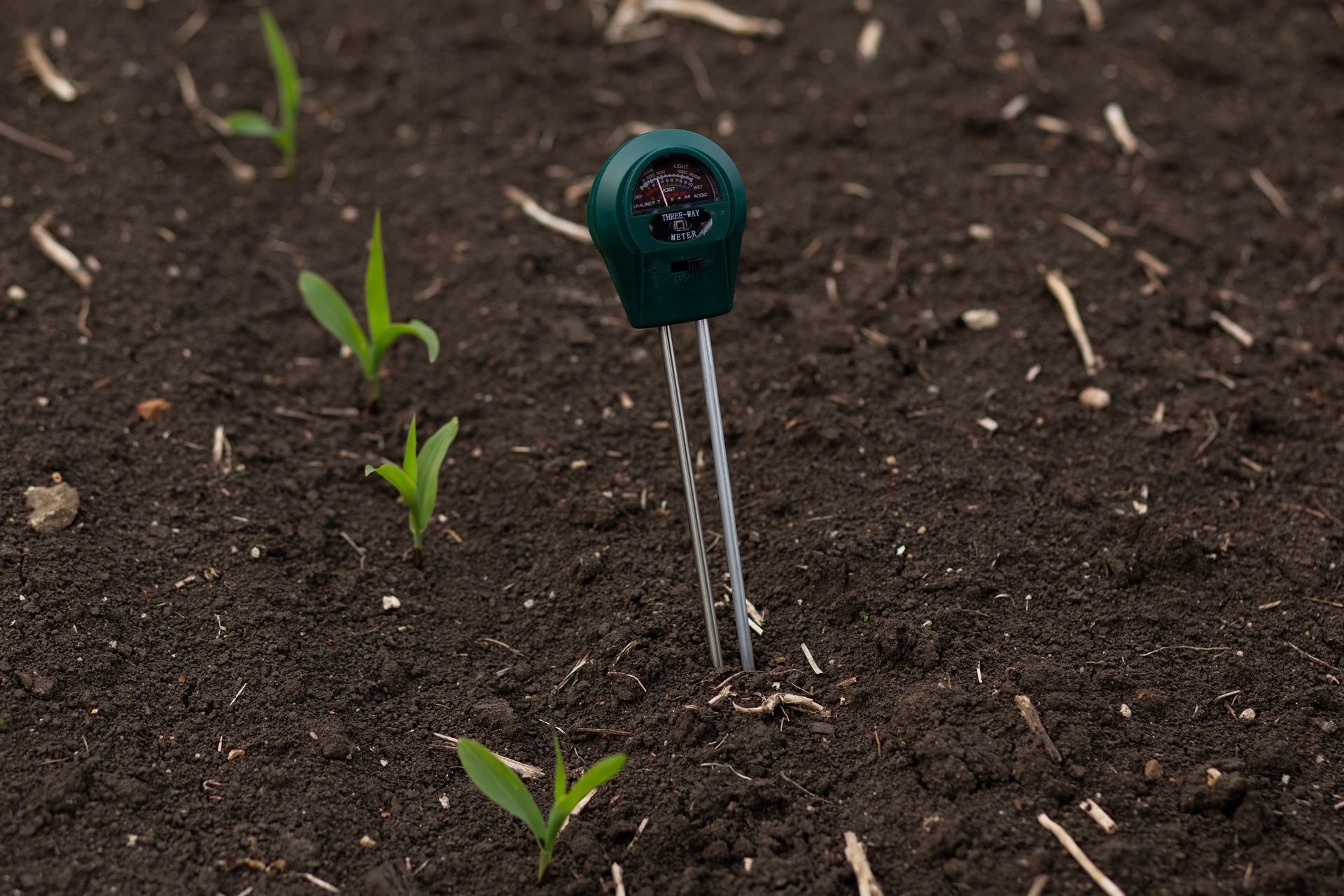 De jeunes plants verts dans une terre sombre, près d'un piquet d'arrosage vert.