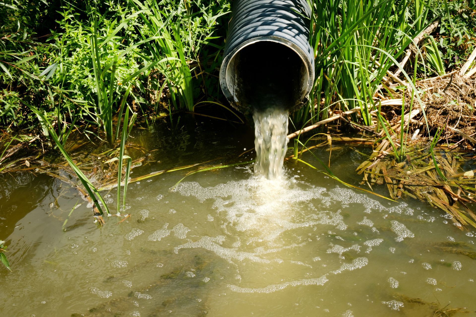 L'eau s'écoule d'un tuyau dans un étang trouble bordé de roseaux et de broussailles.