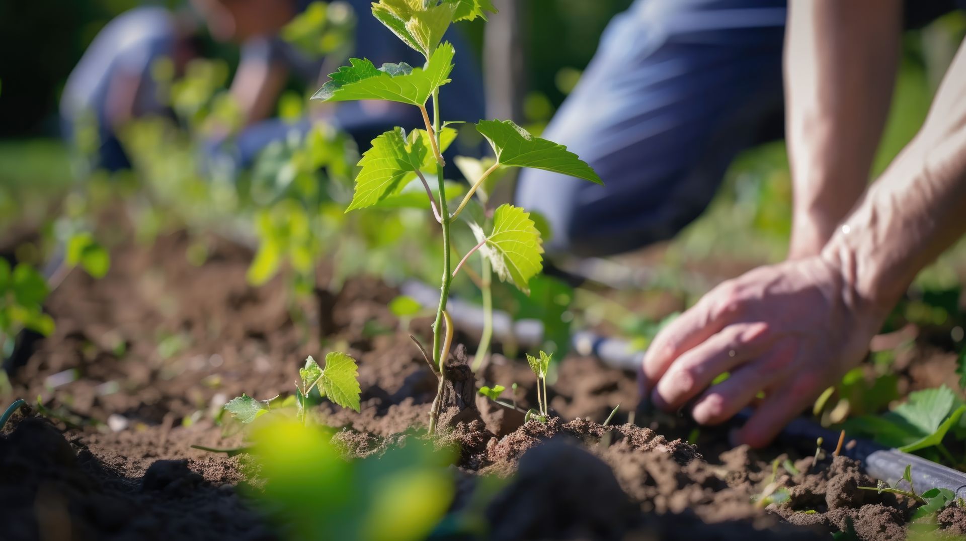 Des mains plantent un jeune plant vert dans de la terre sombre à l'extérieur.