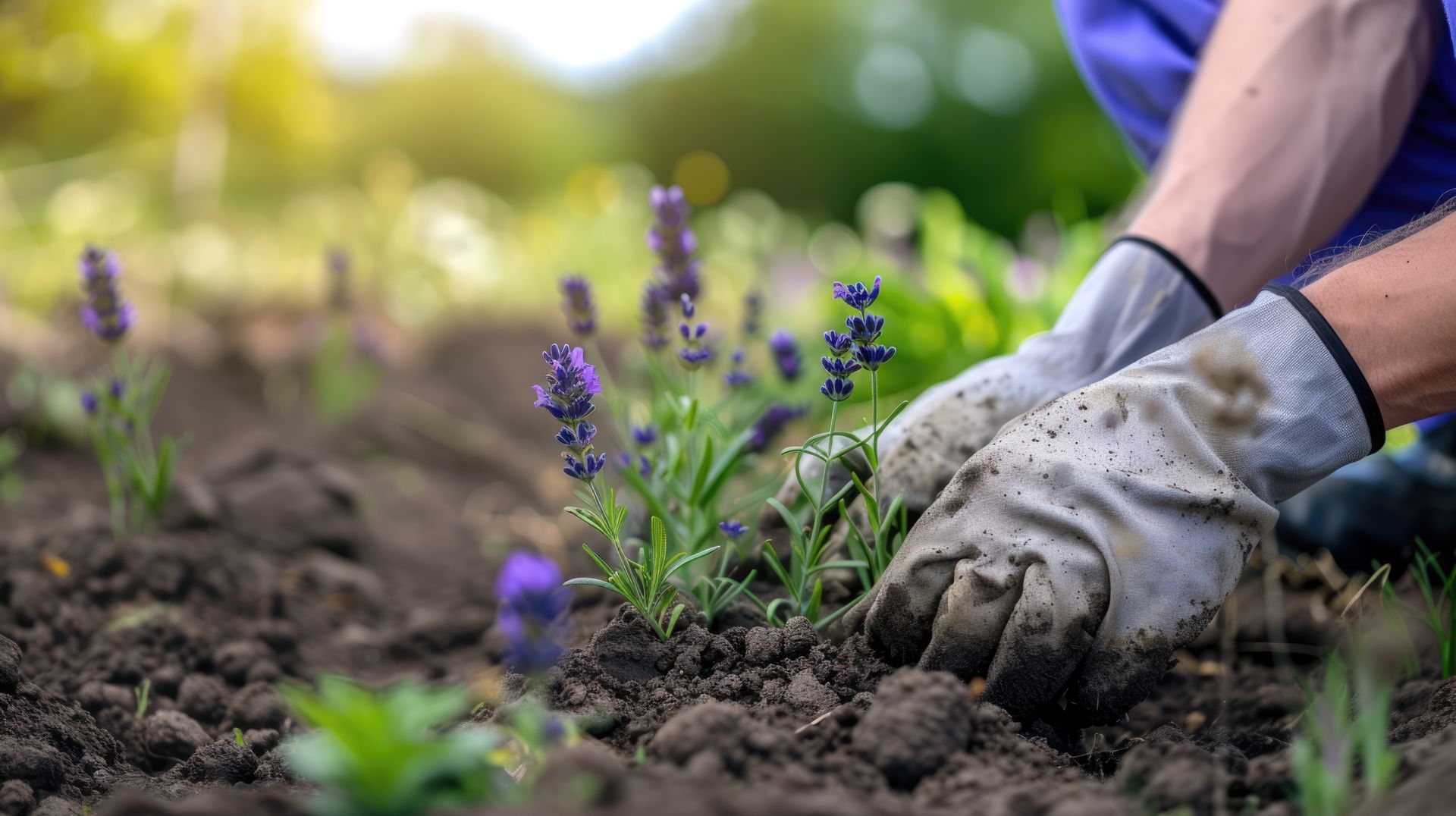 Des mains gantées plantent de petites fleurs violettes dans de la terre meuble à l'extérieur.
