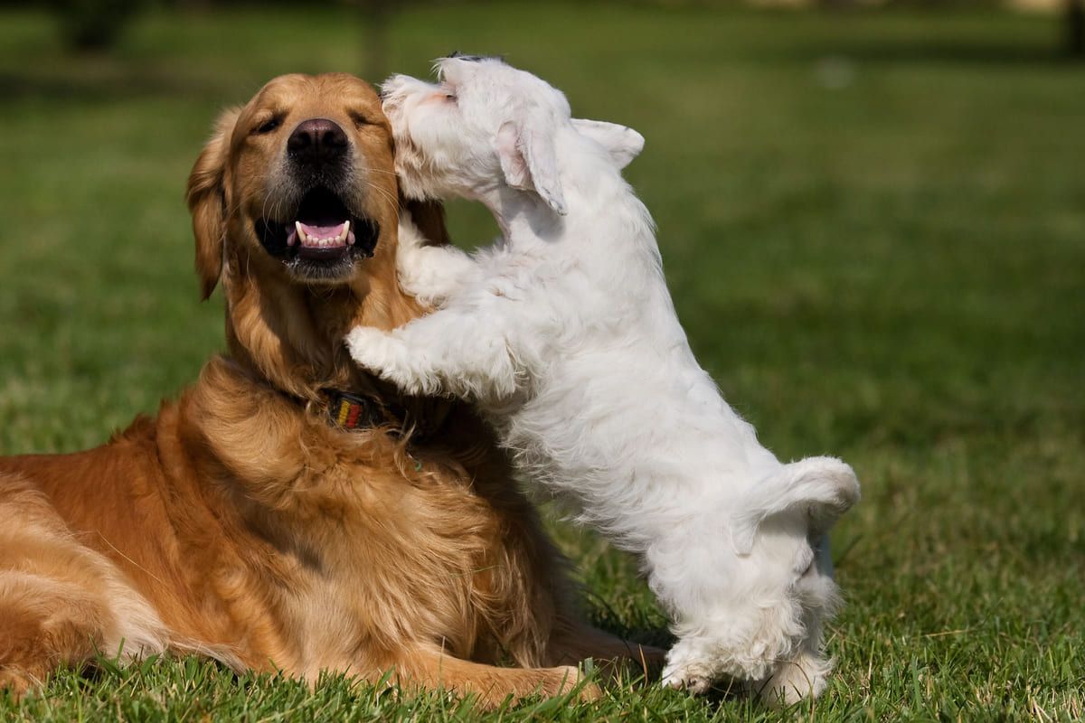 Un golden retriever y un cachorro blanco están jugando en el césped.