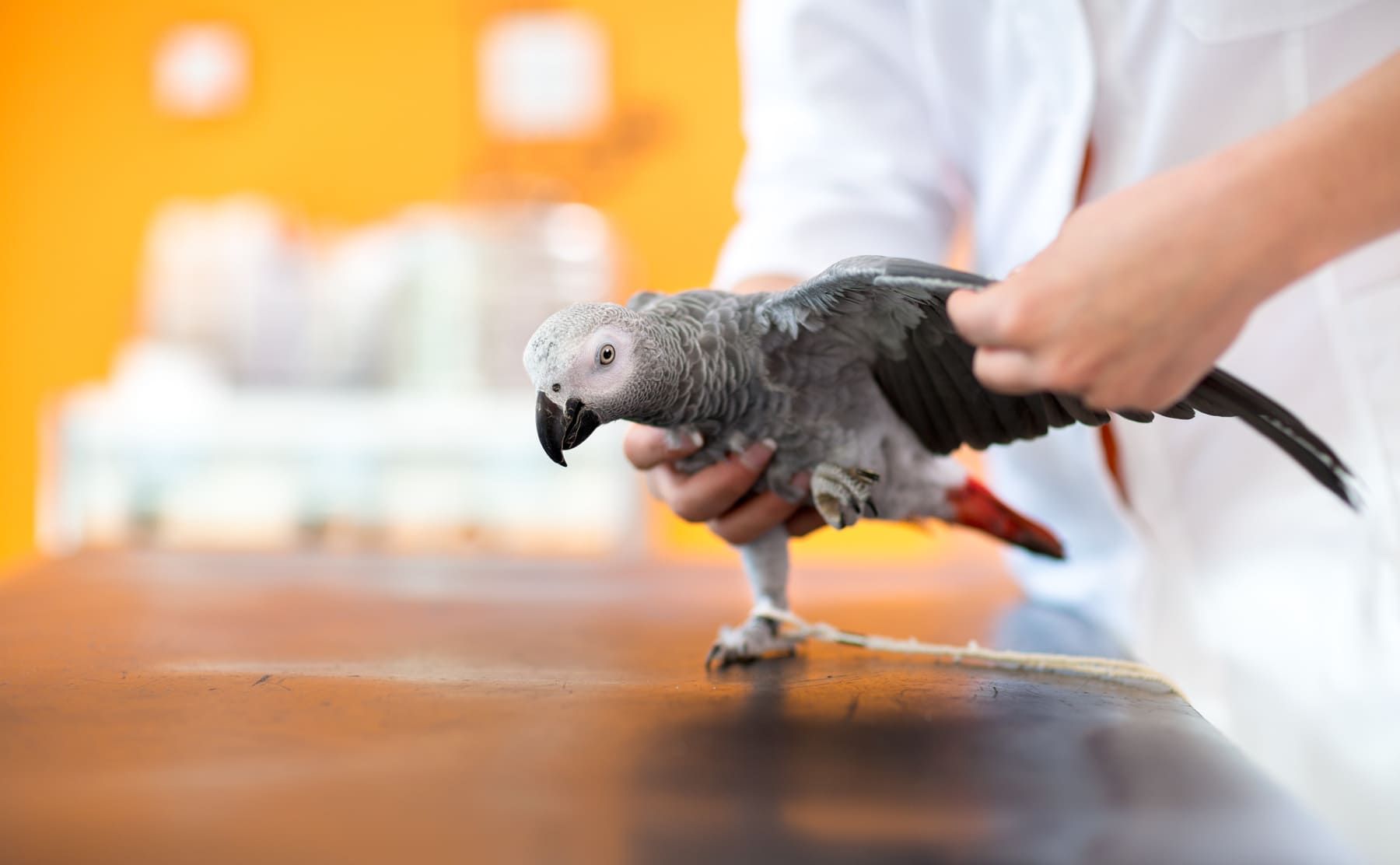 Una persona sostiene un loro gris sobre una mesa.