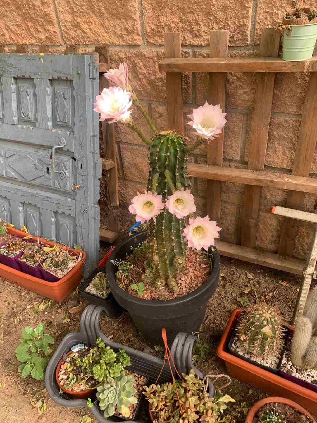 Cactus en maceta con flores de color rosa pálido junto a una valla rústica de madera y una puerta gris.