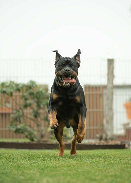 Ein Rottweiler läuft über eine üppige grüne Wiese.
