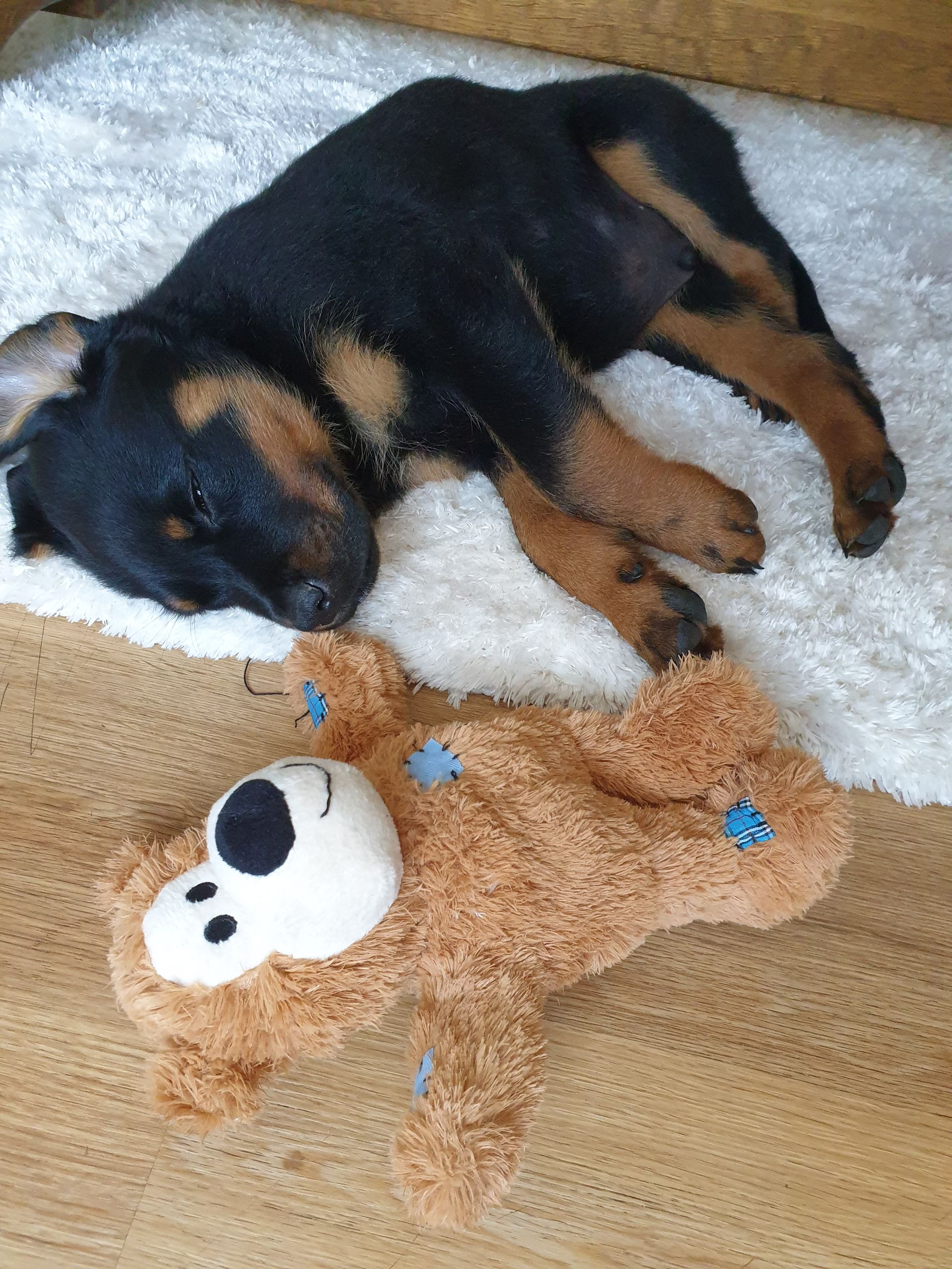 Ein Welpe schläft neben einem Teddybär auf dem Boden.