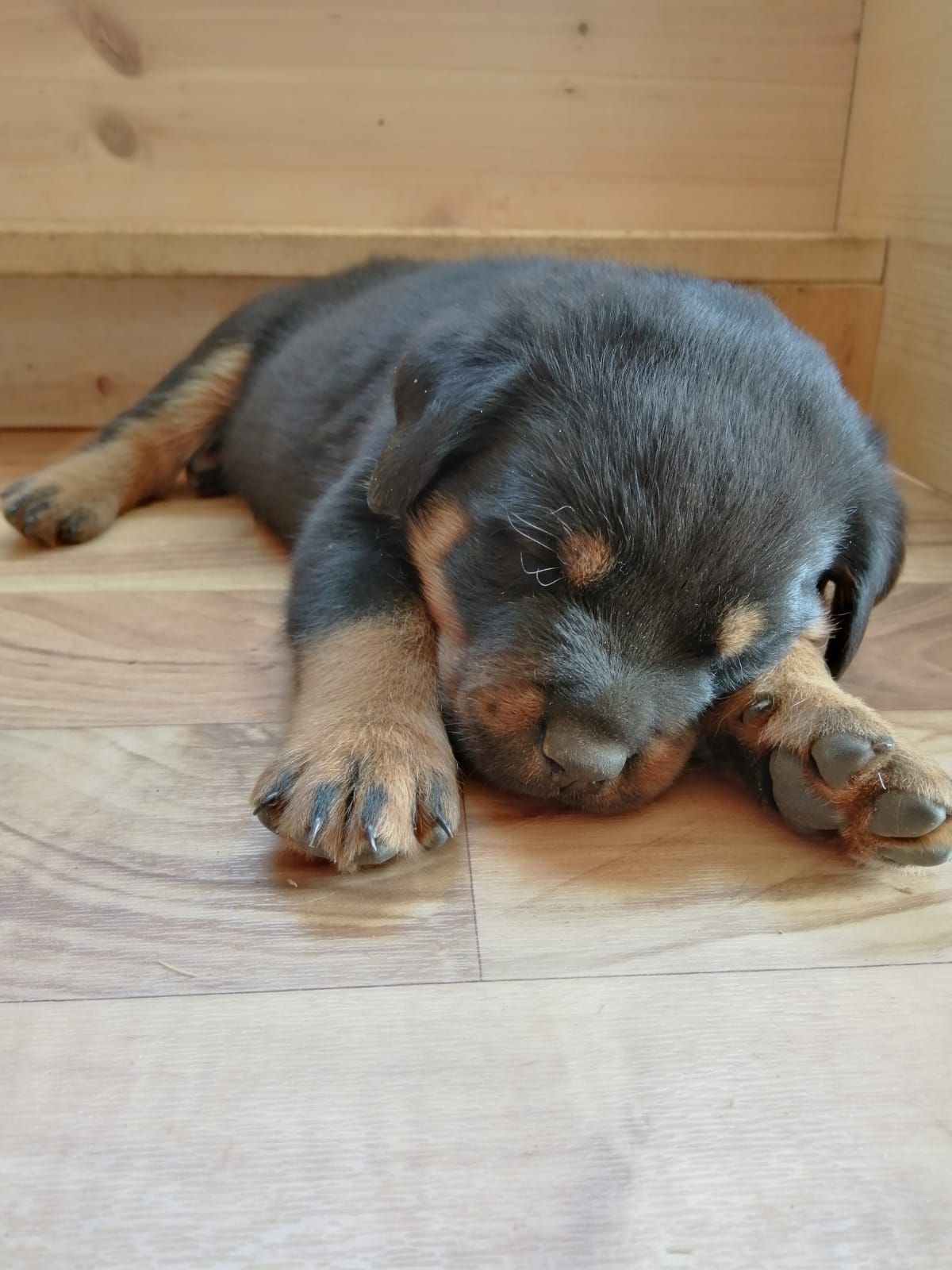 Ein Rottweiler-Welpe schläft auf einem Holzboden.