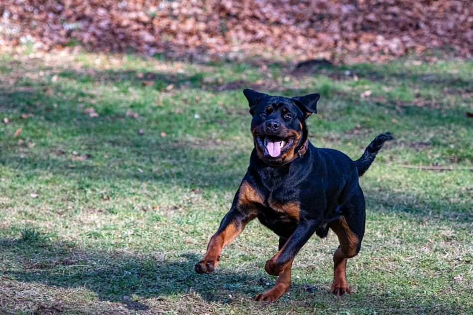 Ein schwarzbrauner Hund läuft im Gras.