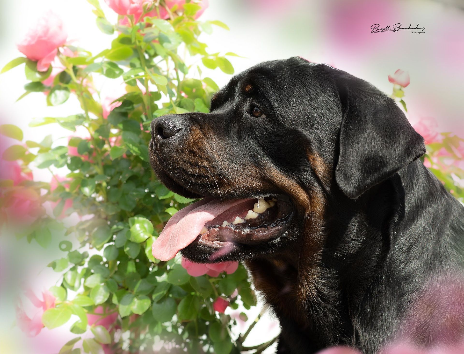 Ein schwarzer Hund steht vor einem Busch mit rosa Blüten