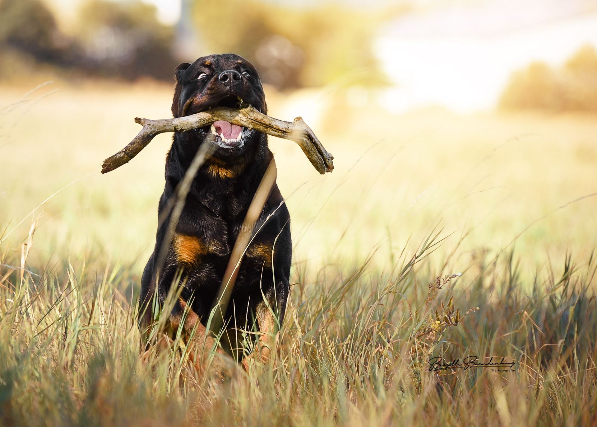 Ein Rottweiler hält auf einem Feld einen Stock im Maul.