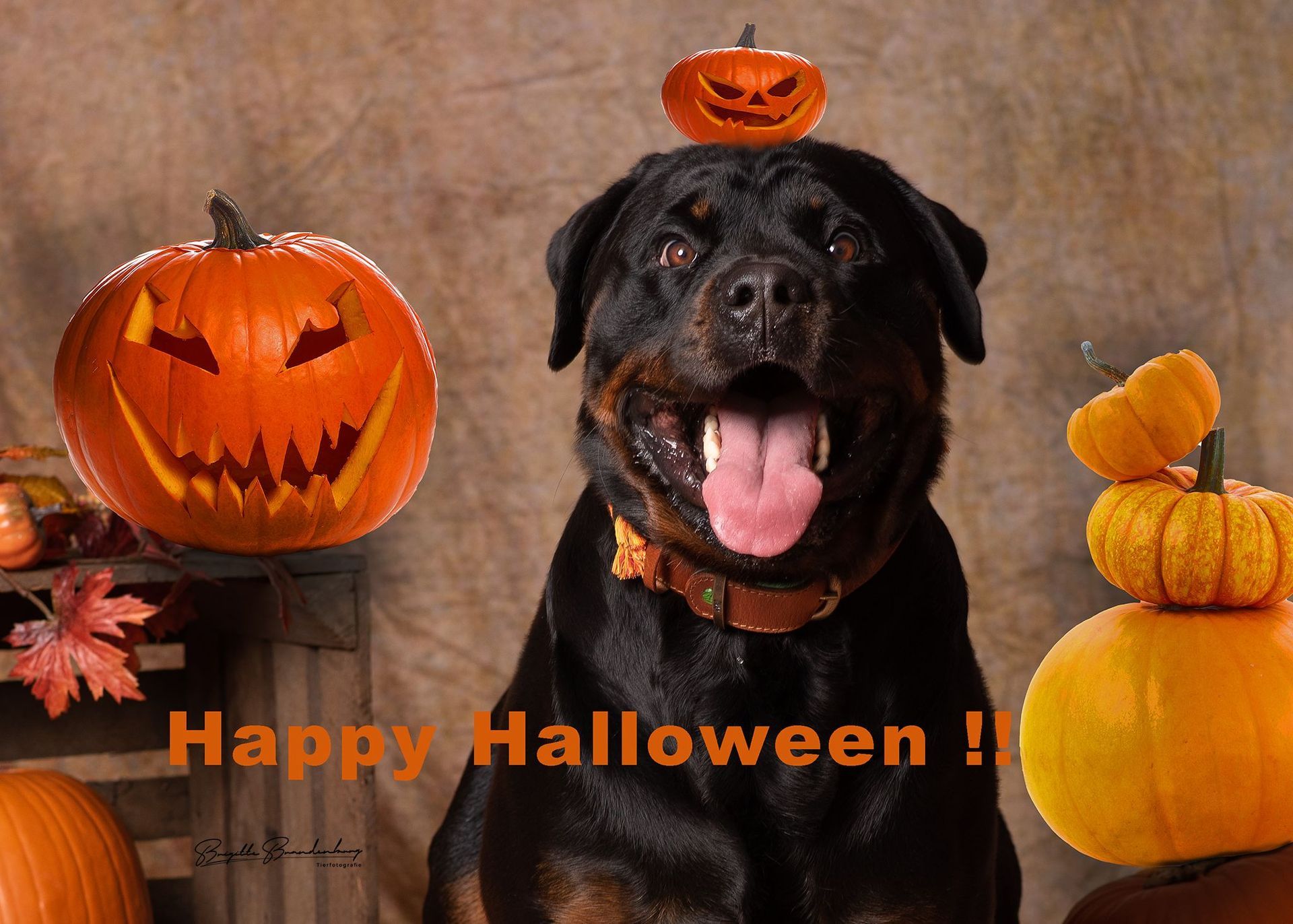 Ein Hund mit einem Kürbis auf dem Kopf sagt Happy Halloween