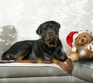 Ein schwarzer Hund liegt auf einem Sofa neben einem Teddybär mit Weihnachtsmannmütze.