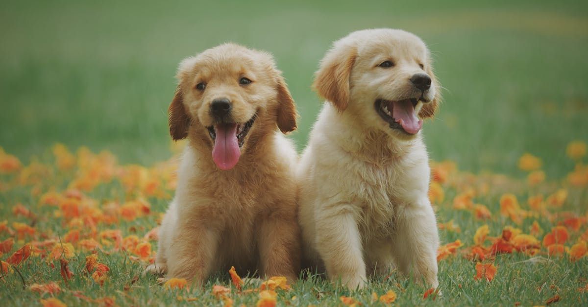 Geschenke für Tiere 