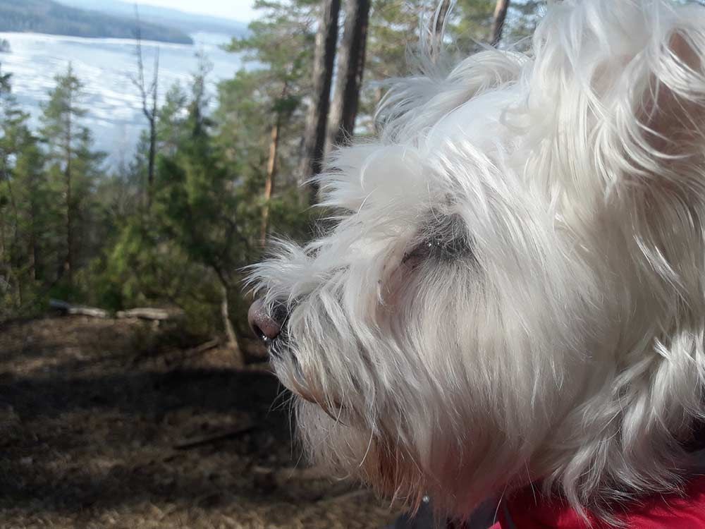 Kiinteistönhuolto Jyväskylä – pihan raivaus ja ulkoalueiden ylläpito