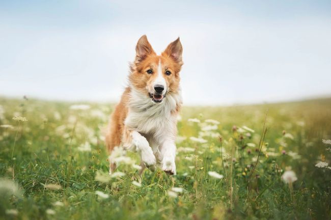 Ein braun-weißer Hund rennt durch ein Löwenzahnfeld.