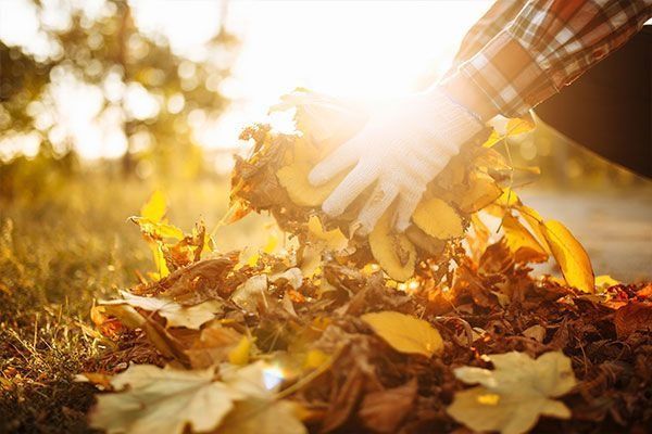Persona con guantes rastrillando hojas caídas de otoño. El sol brilla intensamente.
