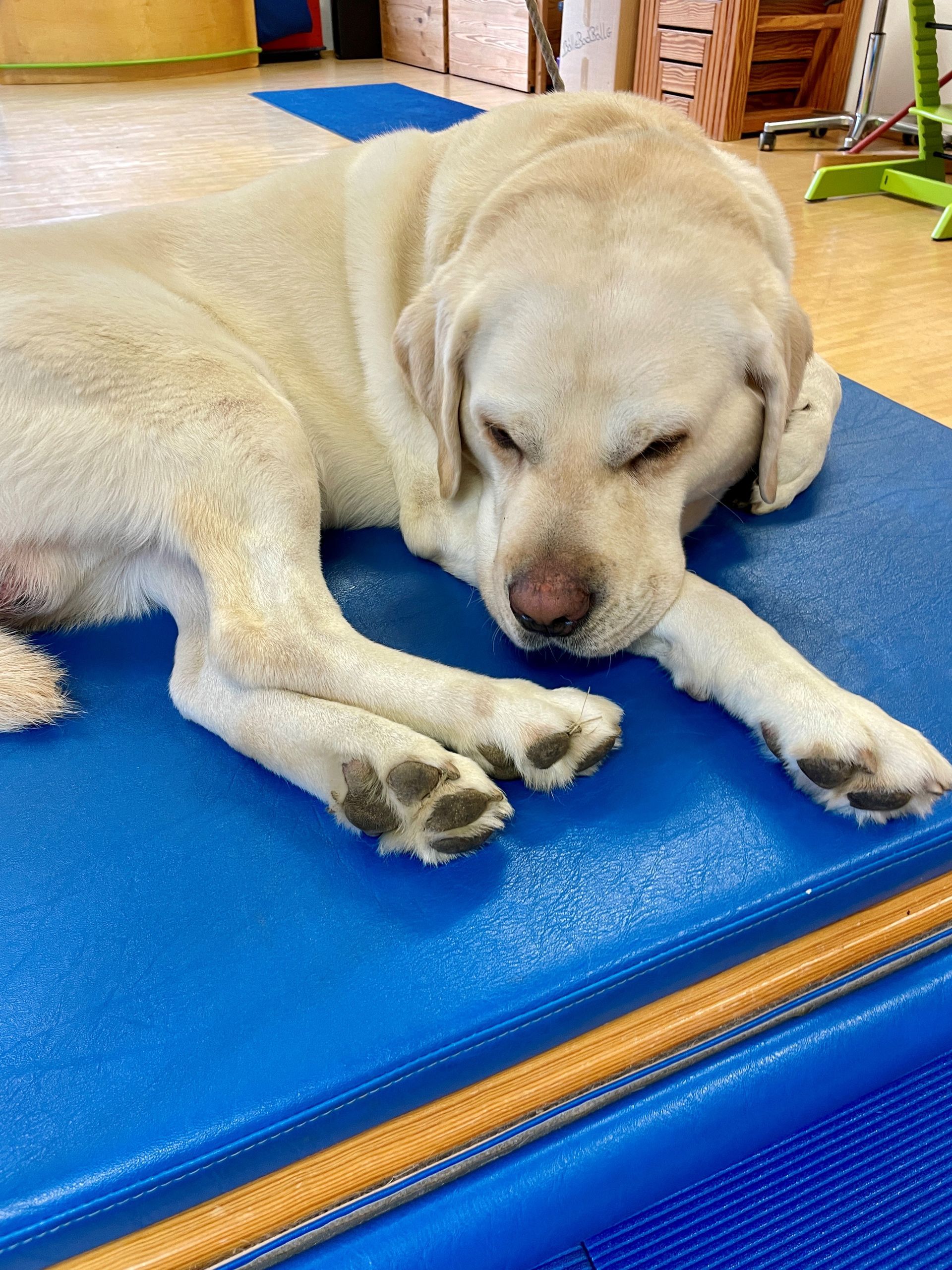 Tiergestützte Ergotherapie