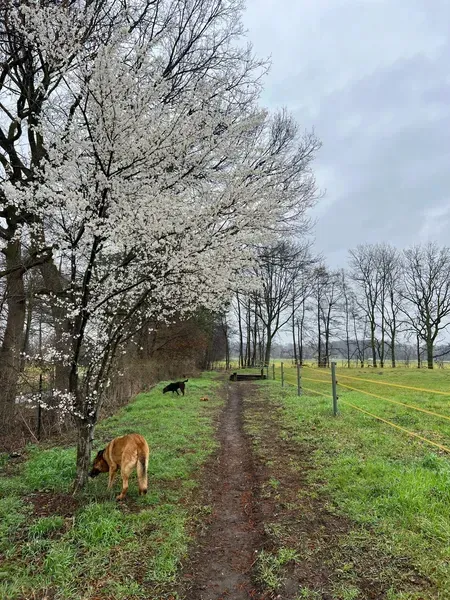 Unbefestigter Pfad durch ein grasbewachsenes Feld, vorbei an einem blühenden weißen Baum, zwei Hunde erkunden ihre Umgebung.