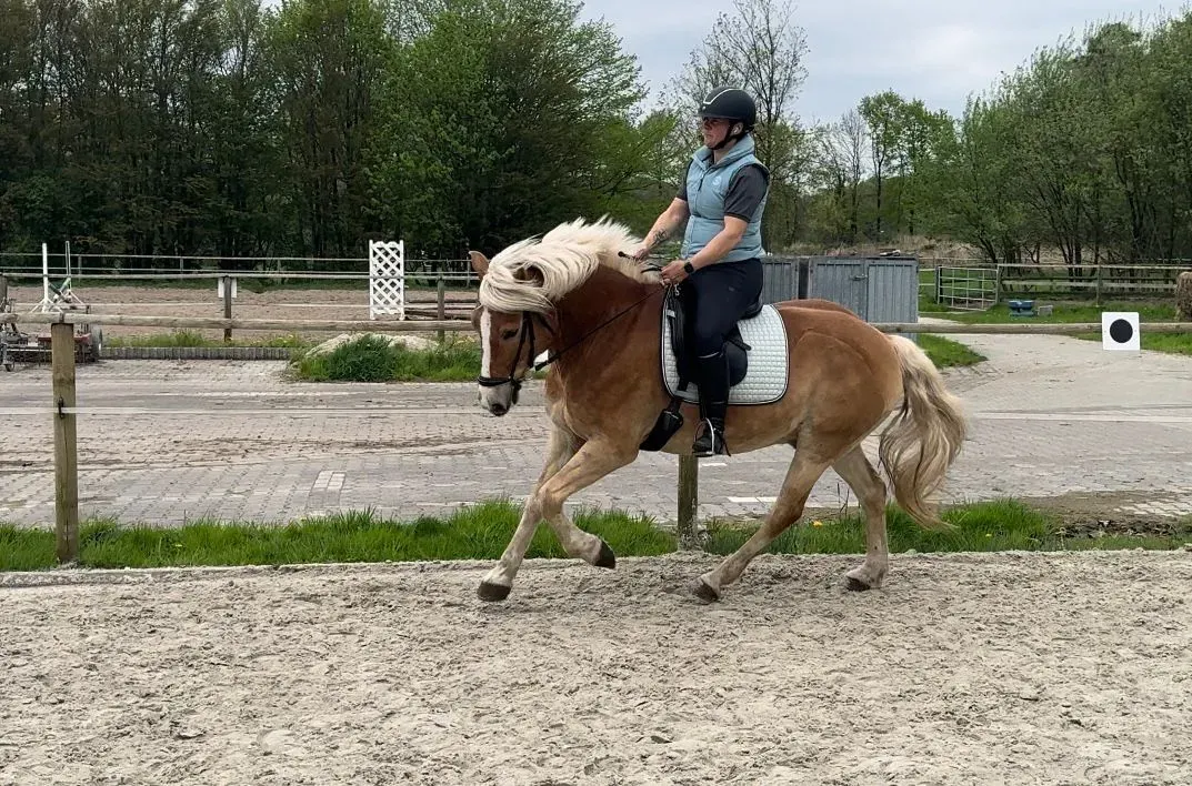 Ein Reiter auf einem hellbraunen Pferd mit blonder Mähne trabt in einer sandigen Reithalle im Freien.