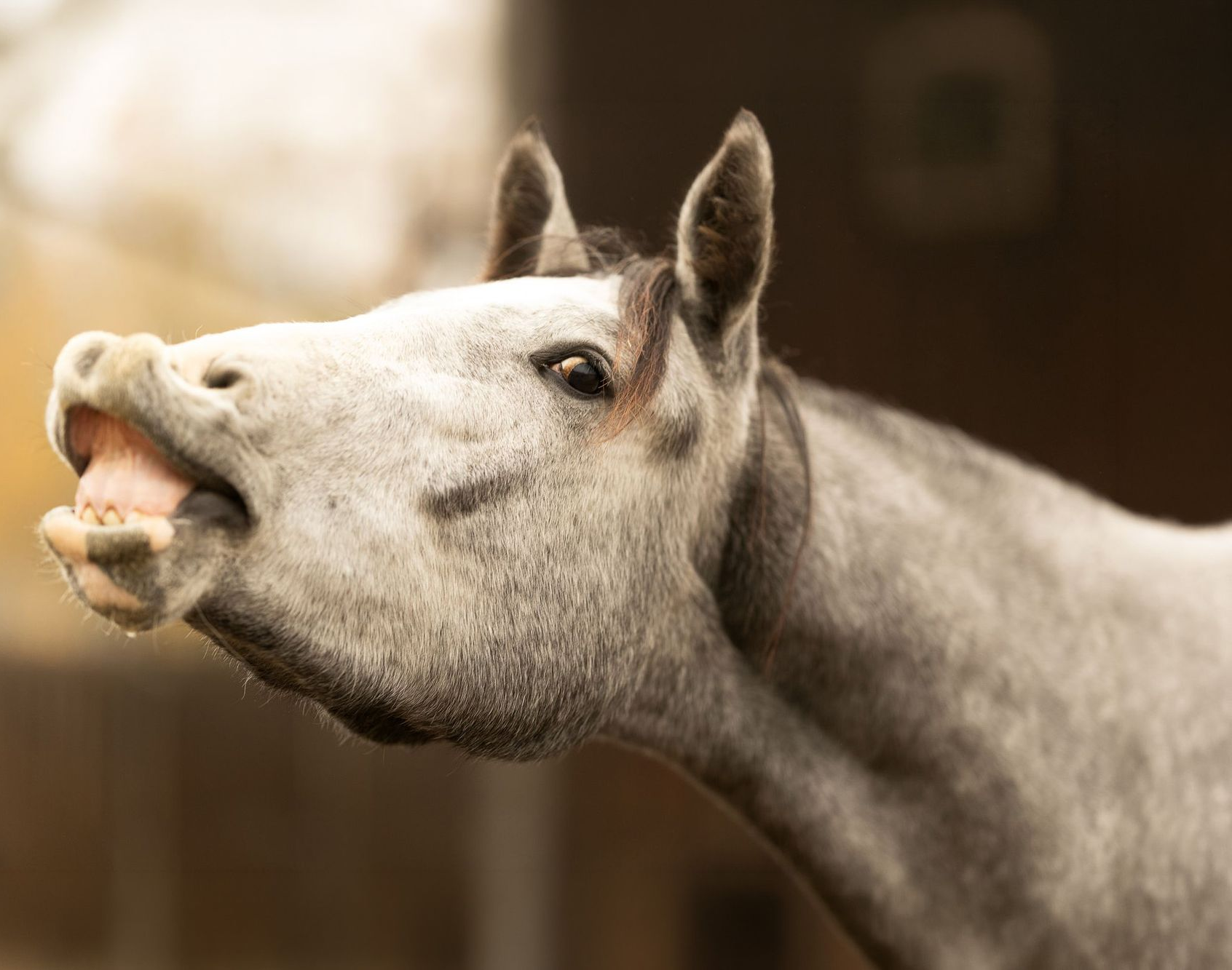Ein hellfarbiges Pferd mit gesprenkeltem Fell hebt die Oberlippe in Flehmenreaktion und zeigt die Zähne.