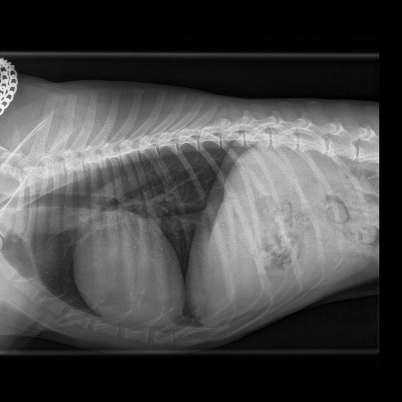 Röntgenaufnahme Tierpraxis Thierstein