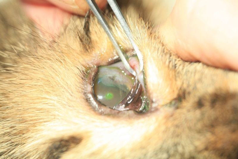 Augen-OP Tierpraxis Thierstein