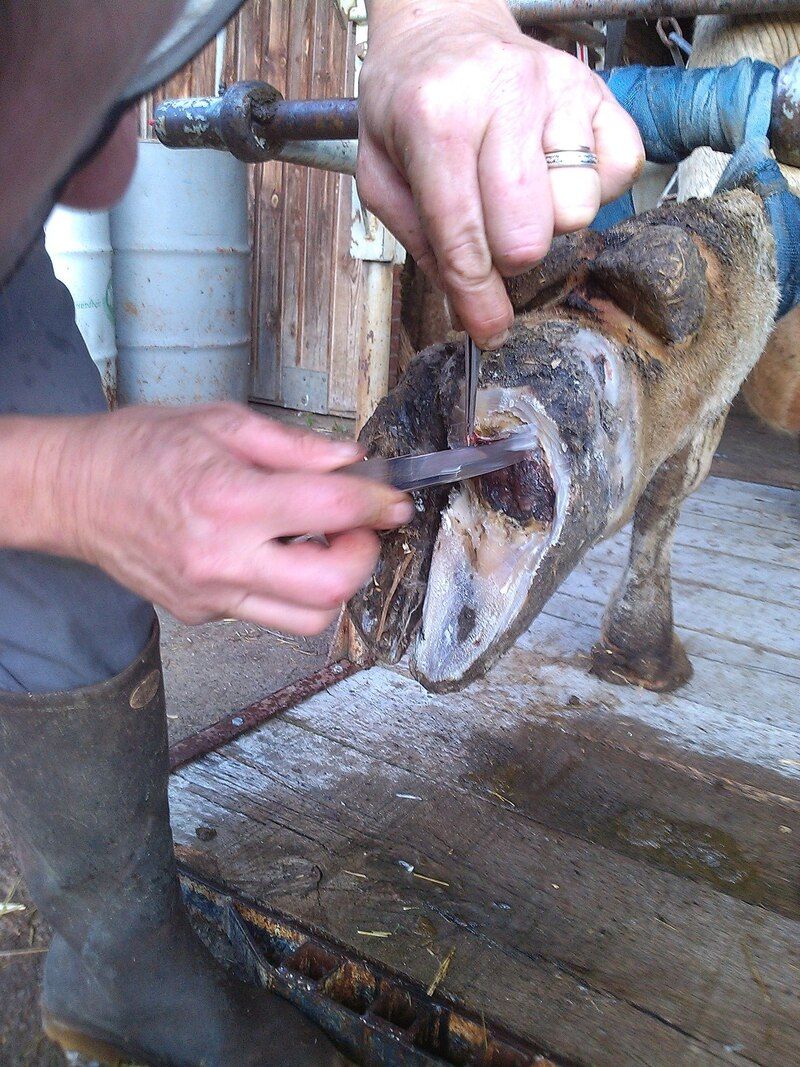 Hufpflege Tierpraxis Thierstein