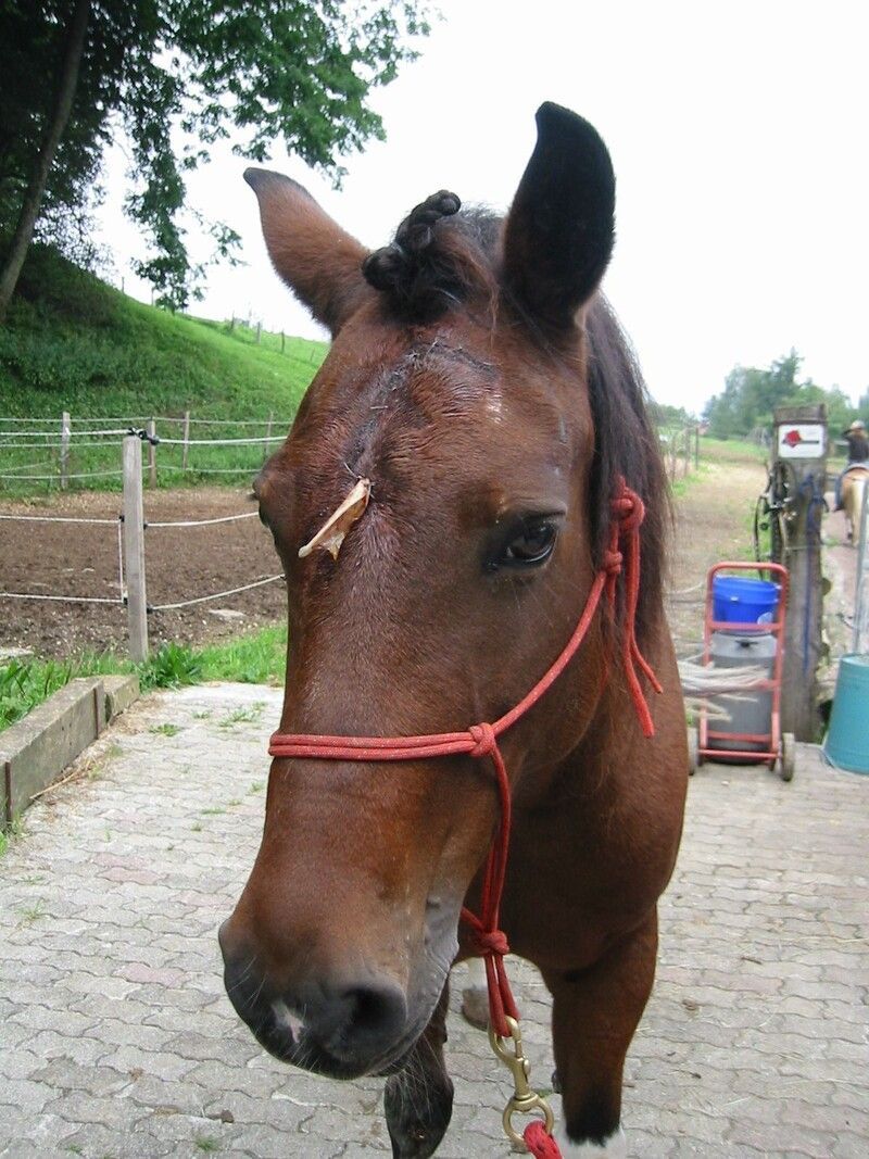 Pferd Tierpraxis Thierstein