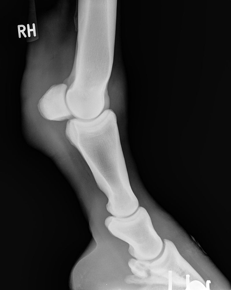 Röntgenaufnahme Tierpraxis Thierstein
