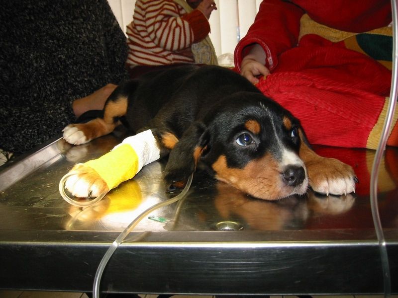 Welpe Gips Tierpraxis Thierstein