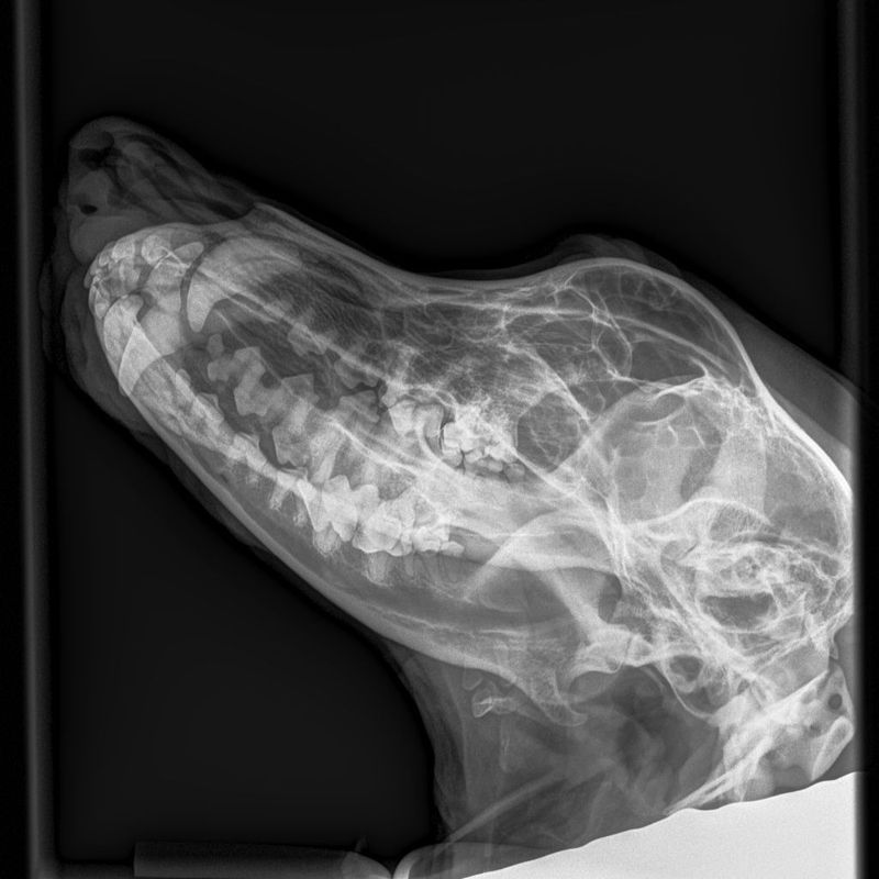 Röntgenaufnahme Tierpraxis Thierstein