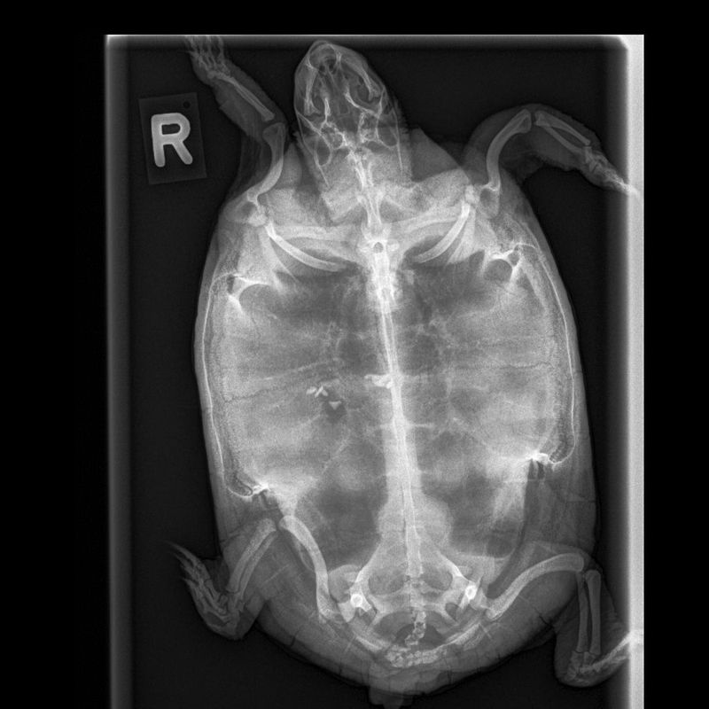 Röntgenaufnahme Tierpraxis Thierstein