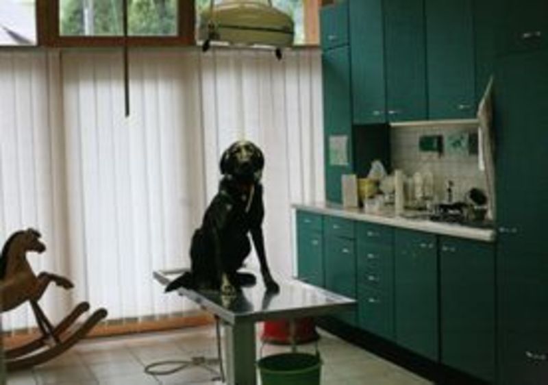 Hund auf Behandlungstisch Tierarztpraxis Thierstein