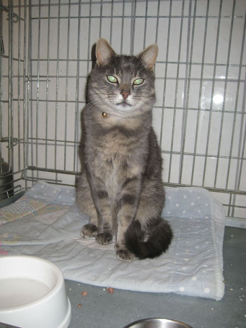 Katze Tierarztpraxis Thierstein
