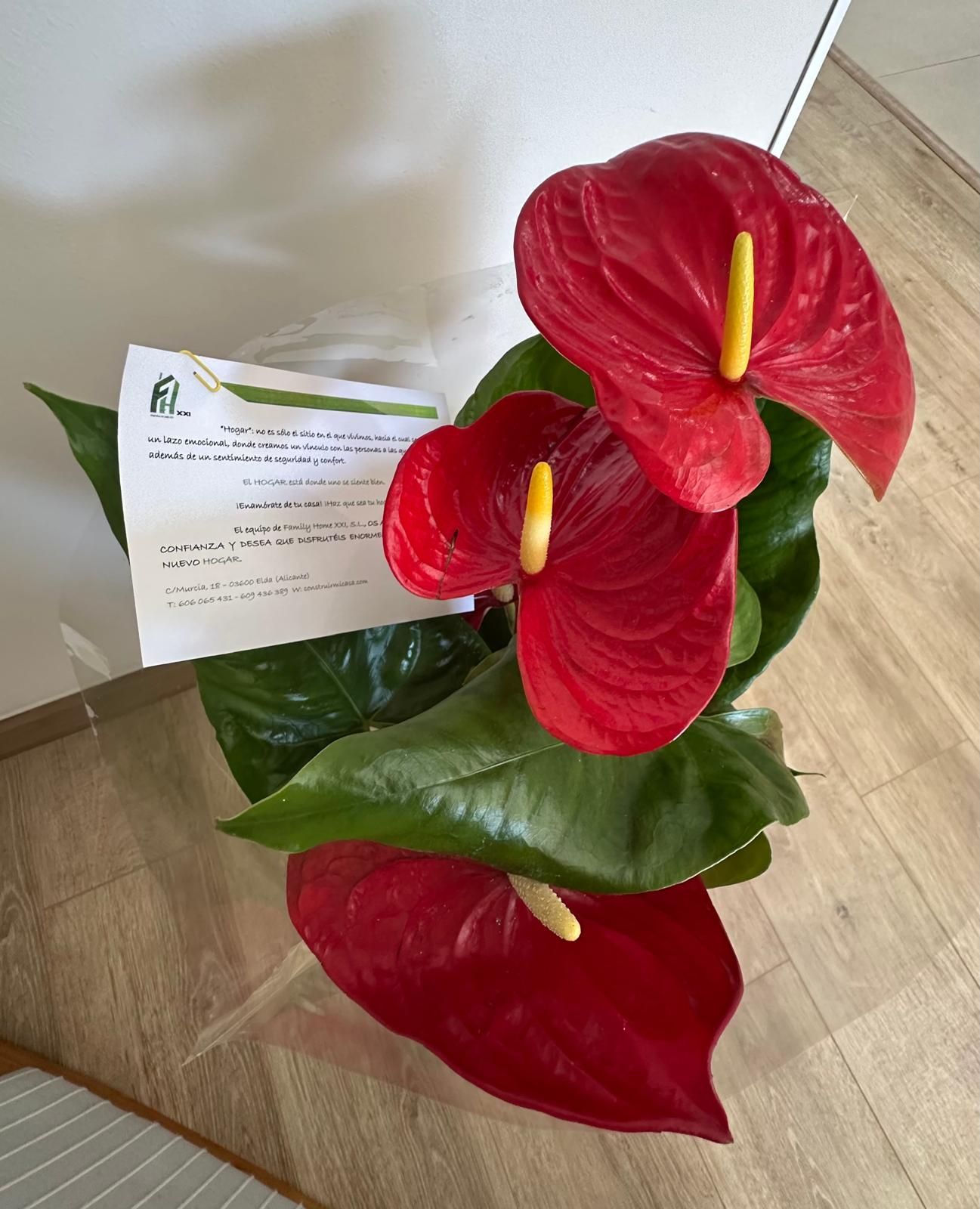 Flores de anturio rojo con espádice amarillo, hojas verdes y una nota sobre un piso de madera clara.