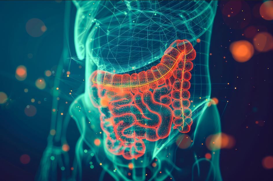 Torso humano con un intestino grueso rojo brillante resaltado en su interior. Silueta corporal azul.