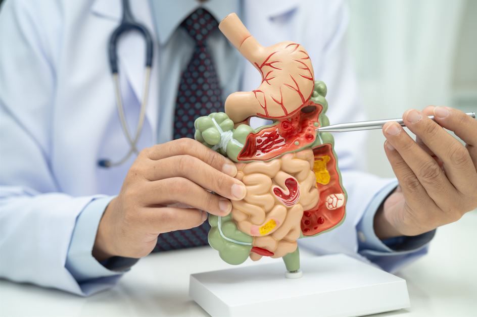 El médico señala con pinzas un modelo anatómico del sistema digestivo en el interior de la consulta.