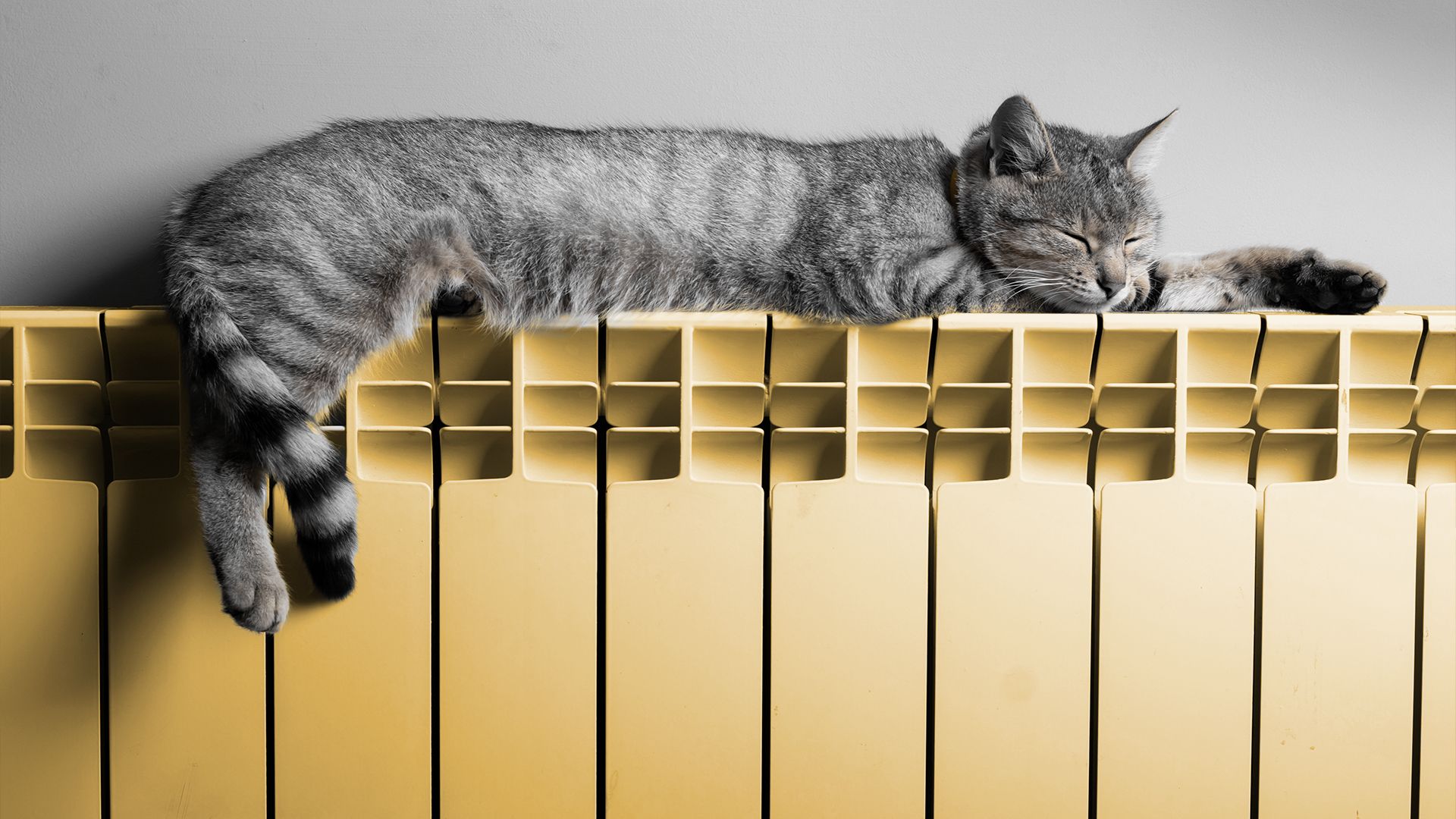 Radiateur jaune et chat faisant la sieste