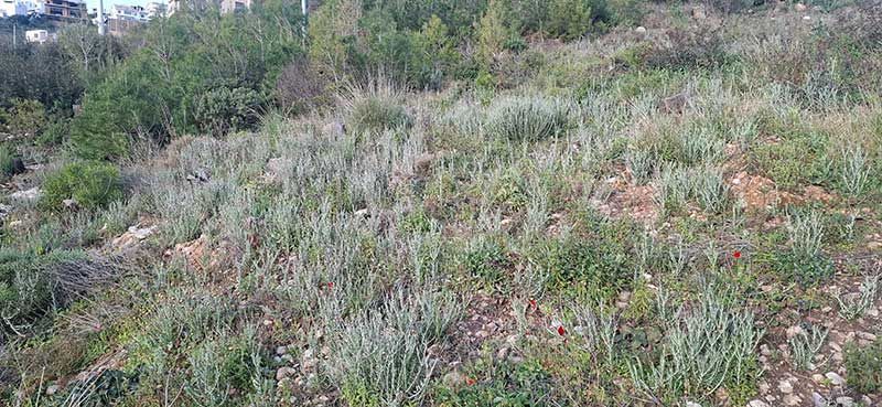 katharismoi-oikopedwn.gr