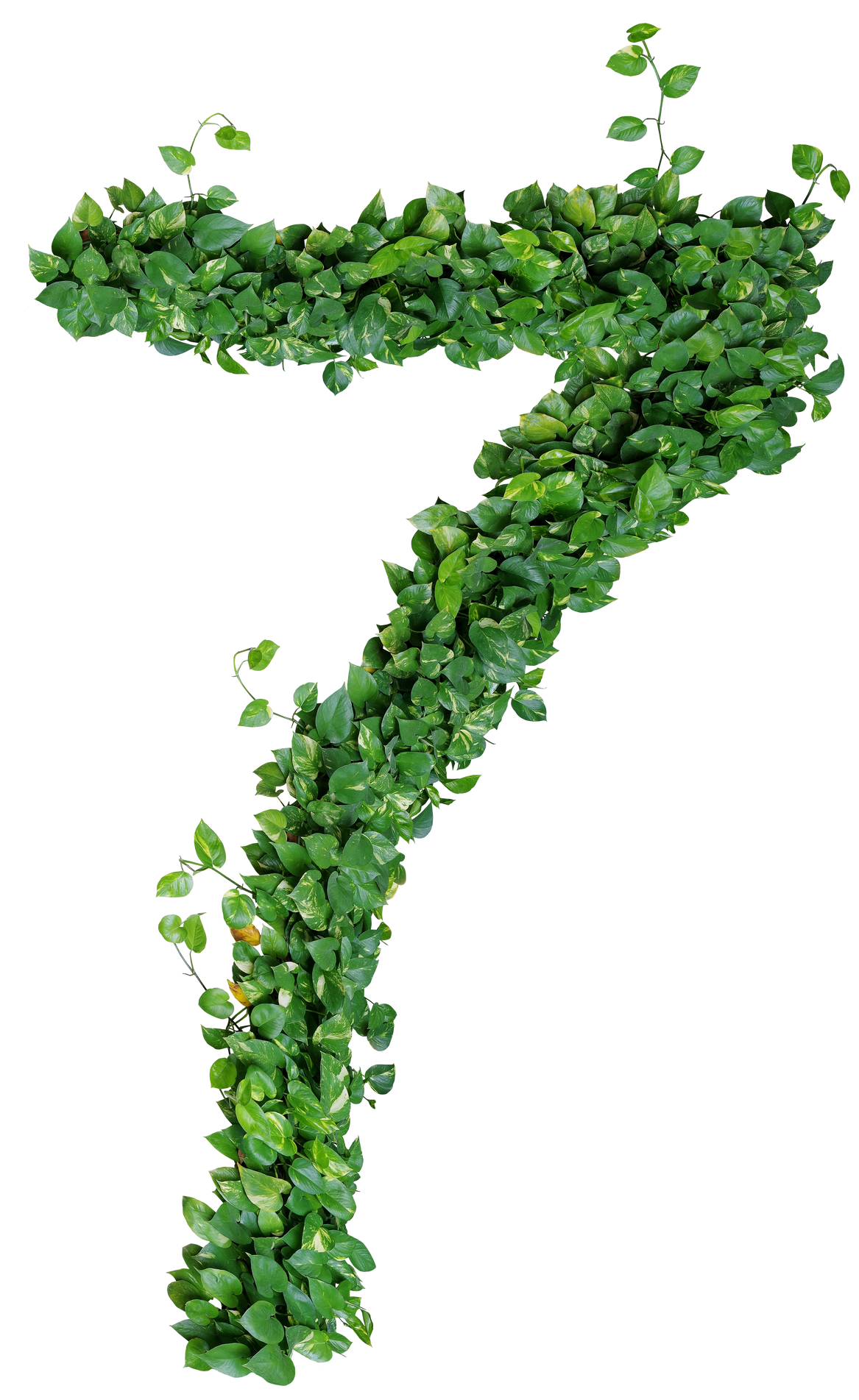 Visuel d'un chiffre 7 en feuilles