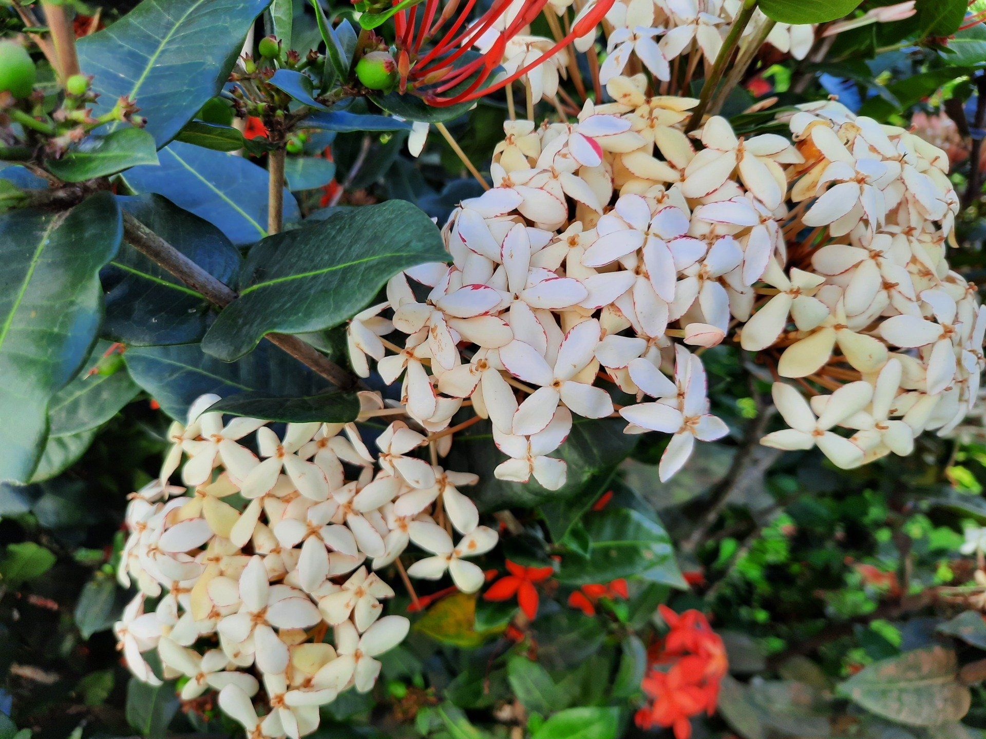 Photo de fleurs blanches en grappes