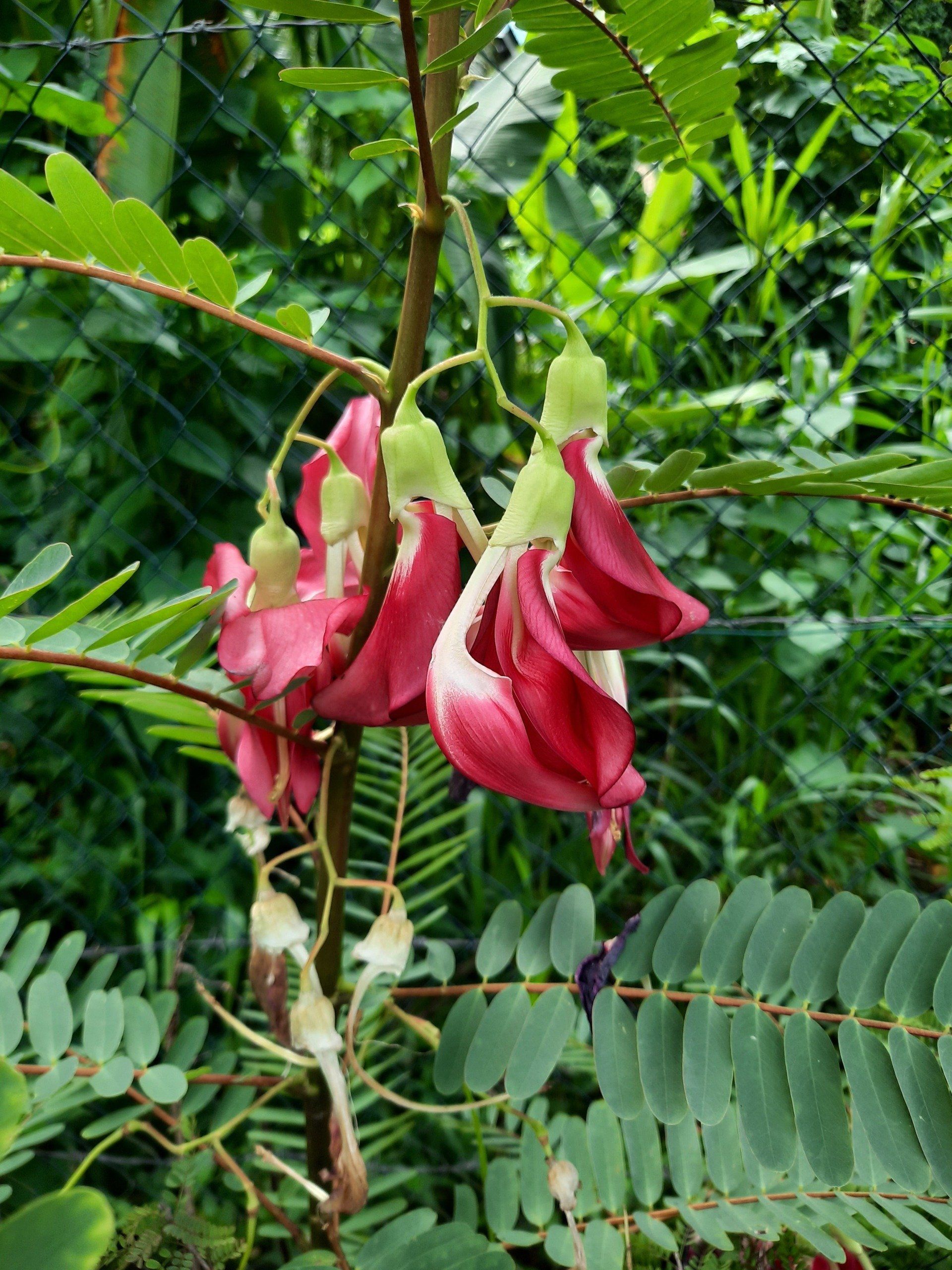 Photo de fleurs tombantes rouges